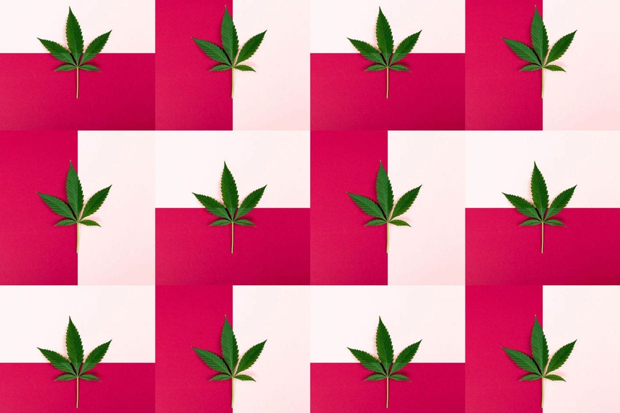 A collage of Cannabis leaves against a geometric red and pink background.