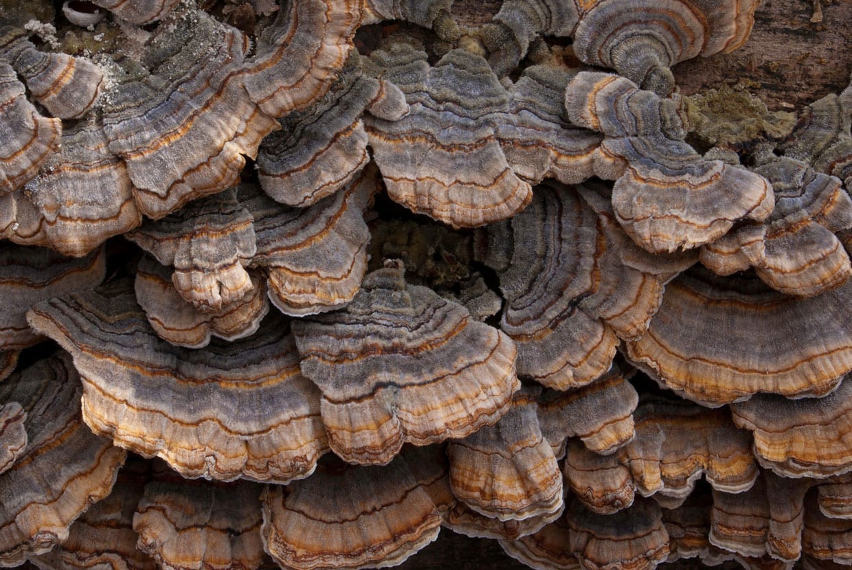 Closeup of turkey tail turkey tail polyspore mushroom from a wildlife refuge in Indiana.