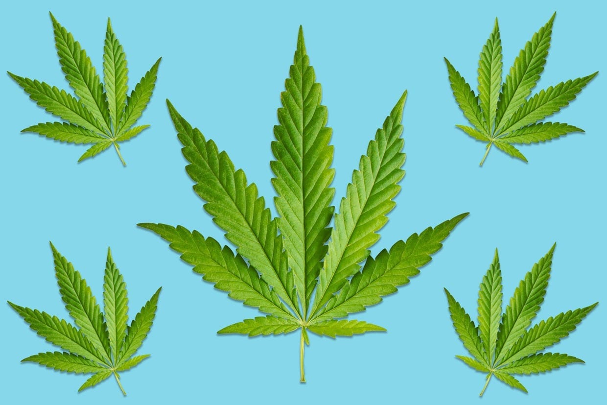 Marijuana leaves on a blue background.