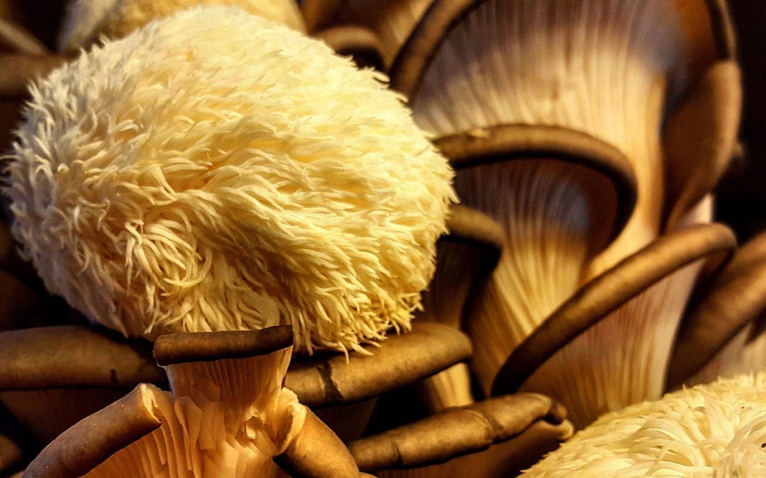 Close up of lions mane mushrooms.