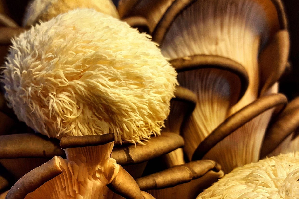 Close up of lions mane mushrooms.