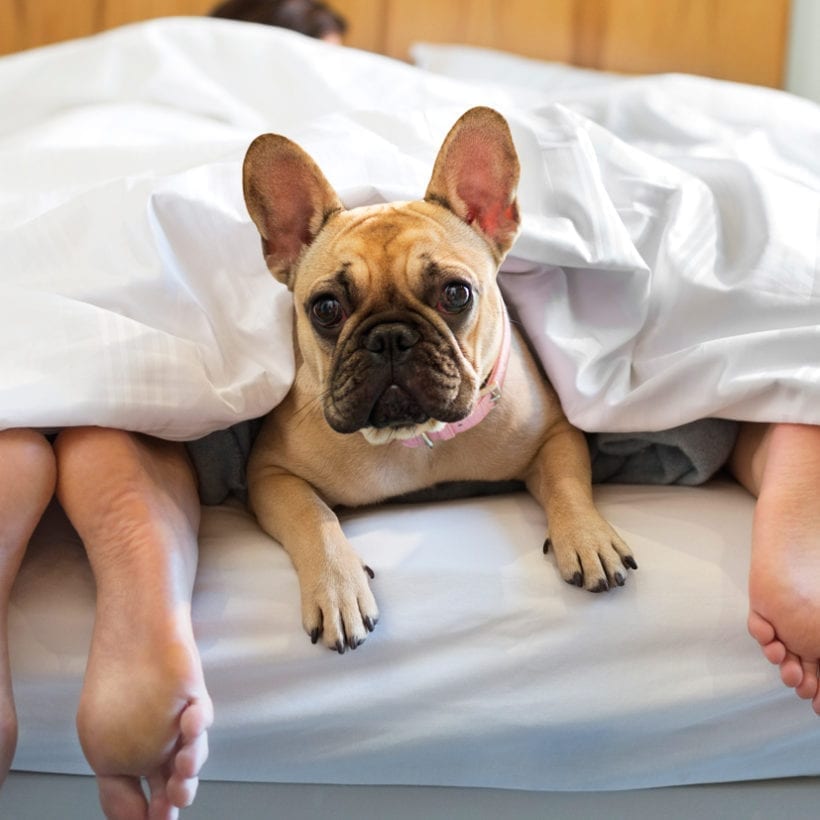 A french bulldog laying under the covers with a couple.