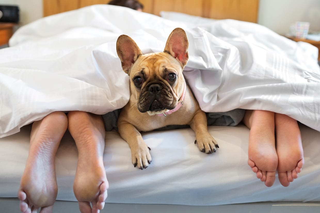 A french bulldog laying under the covers with a couple.
