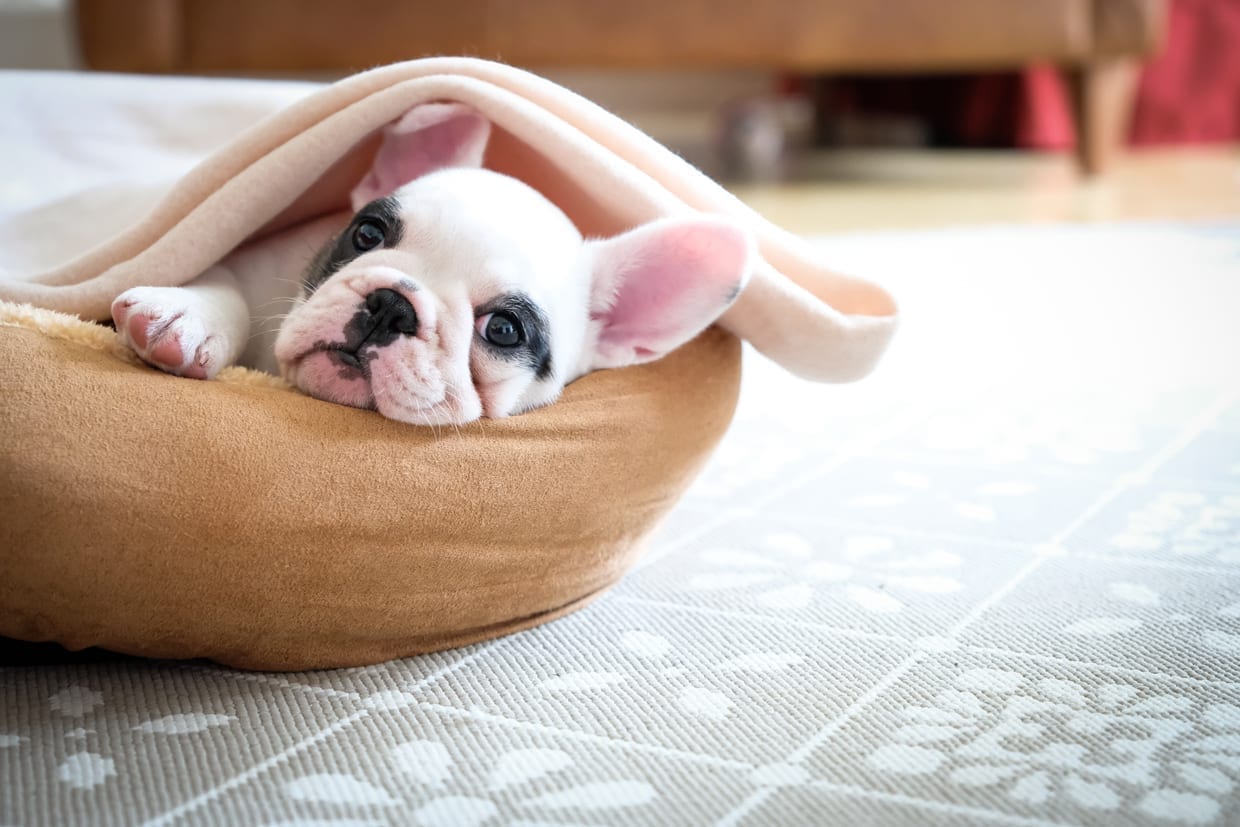 A french bulldog puppy on a light brown bed covered with a beige blanket.