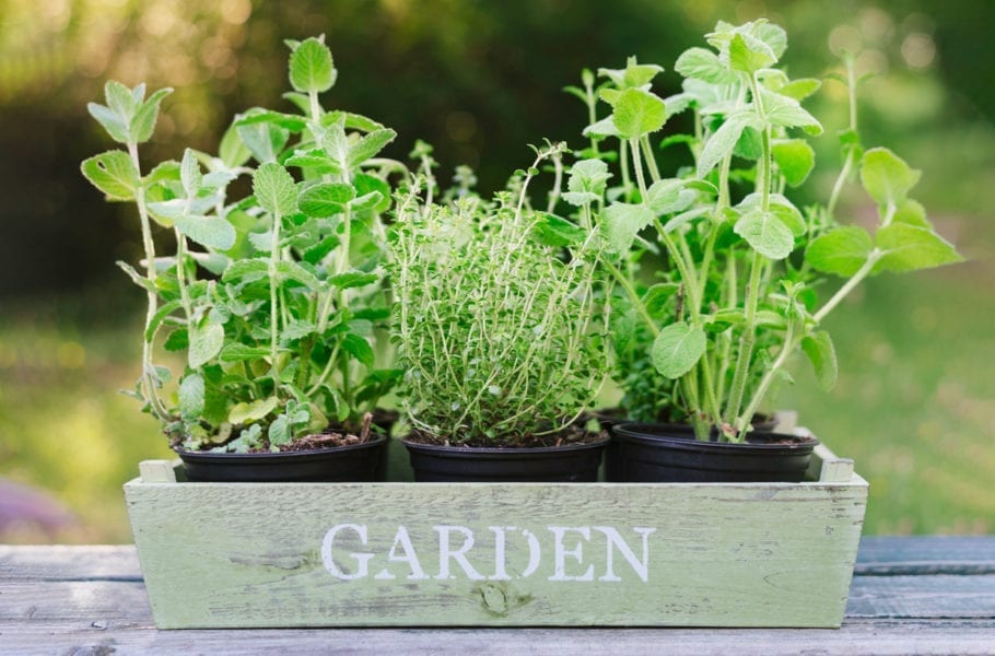 Thyme and mint plants in wooden tray ready to be repotted.