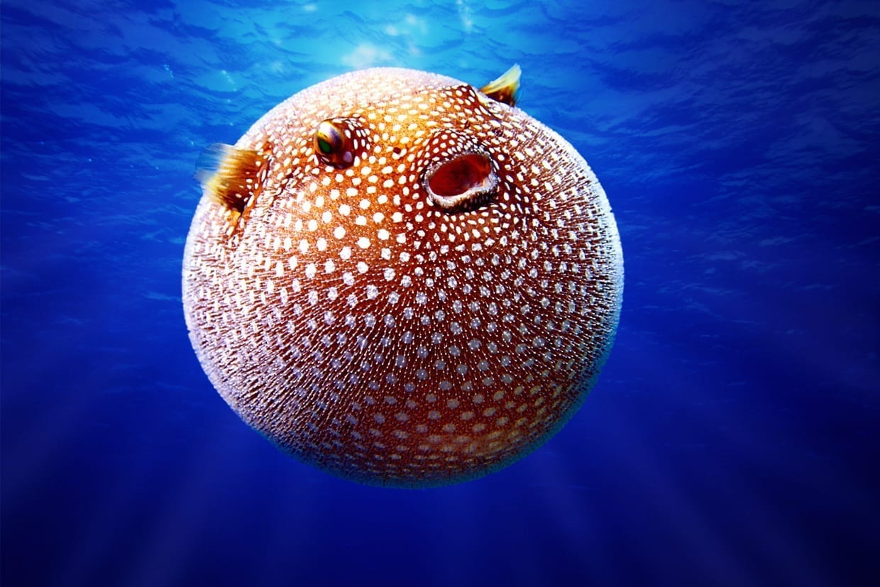 A puffer fish inflating.