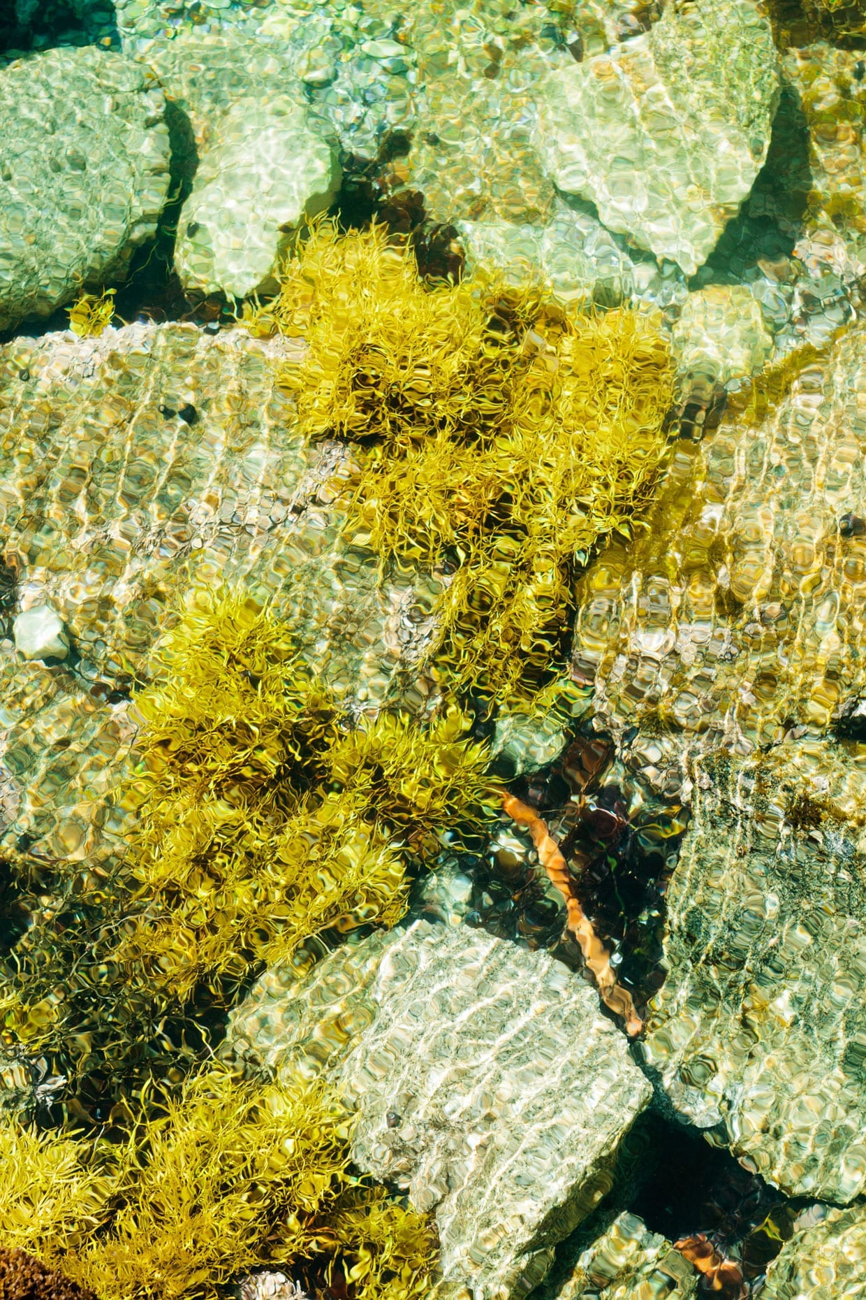 Seaweed and rocks in tide pool.