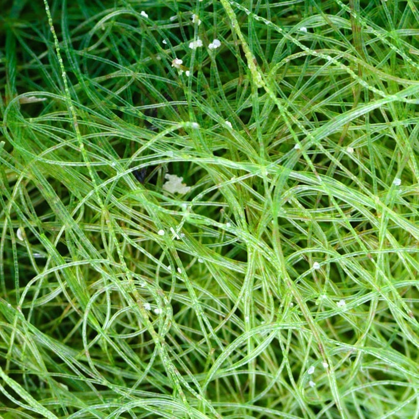 Close up of bright green seaweed.