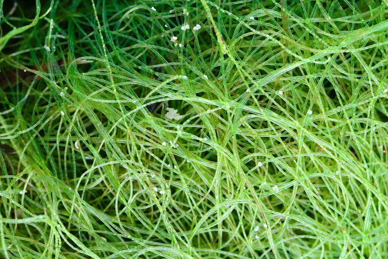 Close up of bright green seaweed.