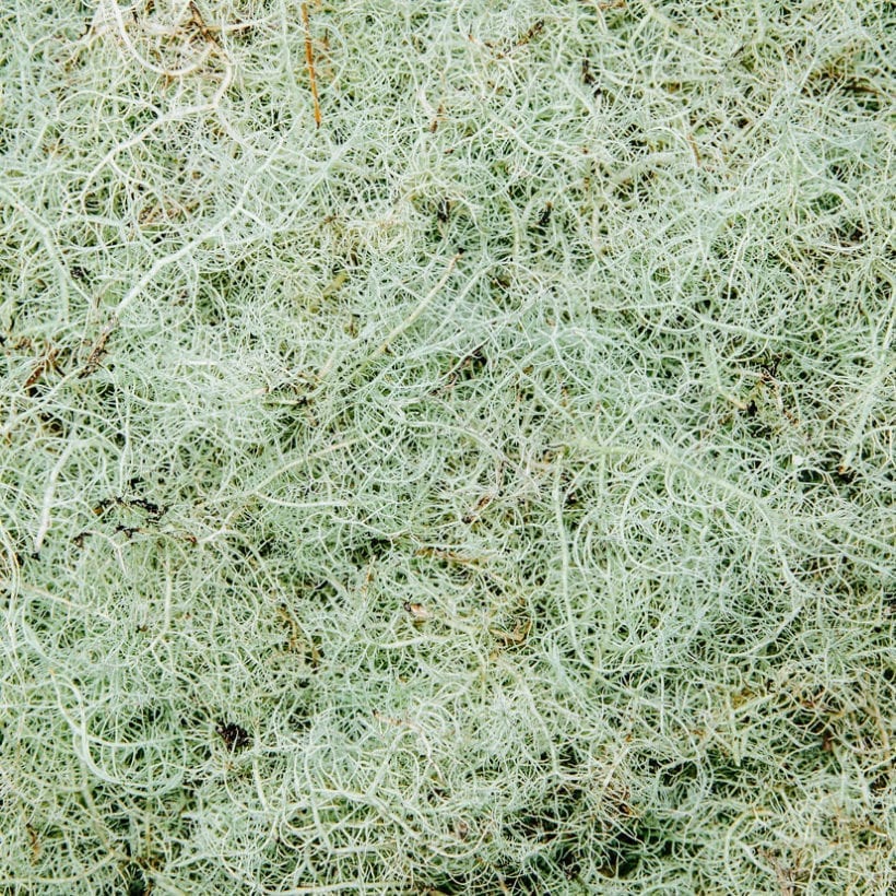 Close up of Methuselah's Beard lichen (Usnea longissma).
