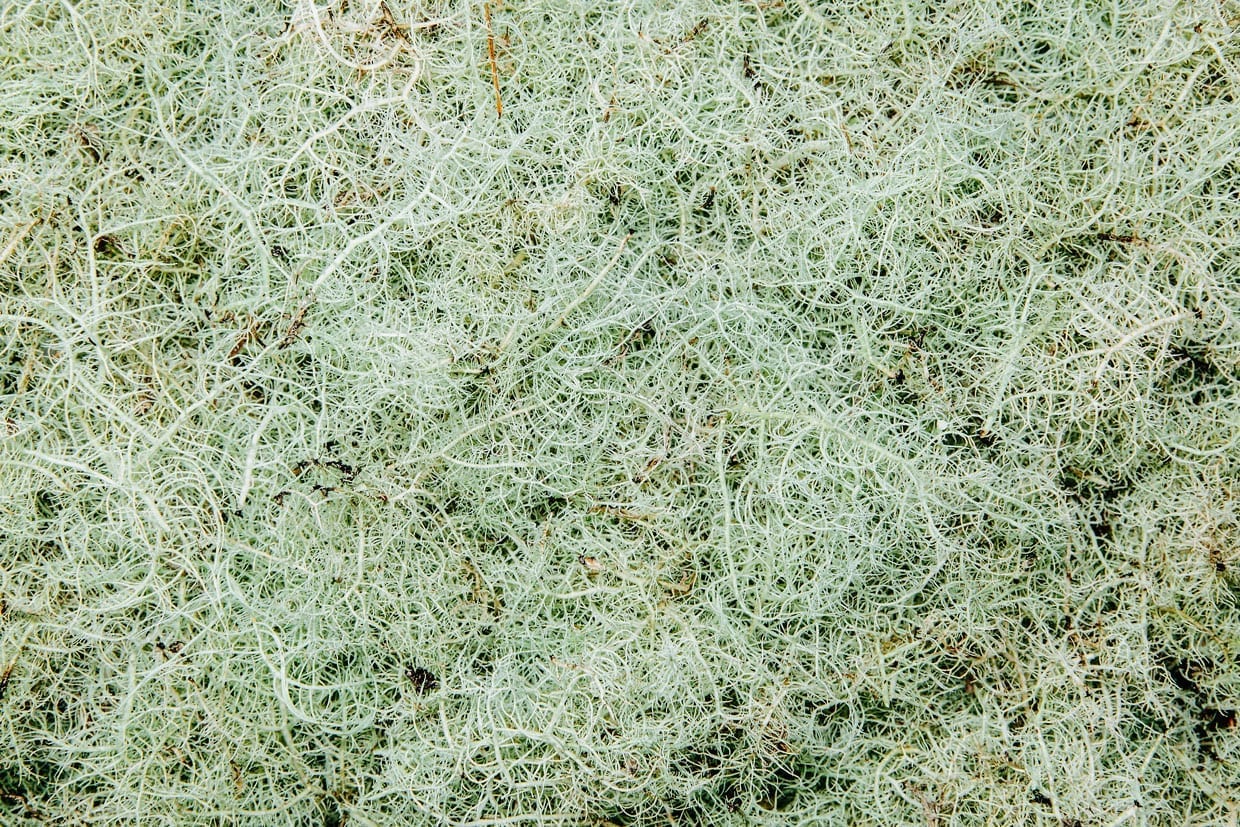 Close up of Methuselah's Beard lichen (Usnea longissma).