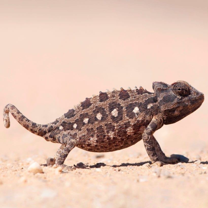Namaqua Chameleon (Chamaeleo namaquensis) walking on the ground in Namibian desert.