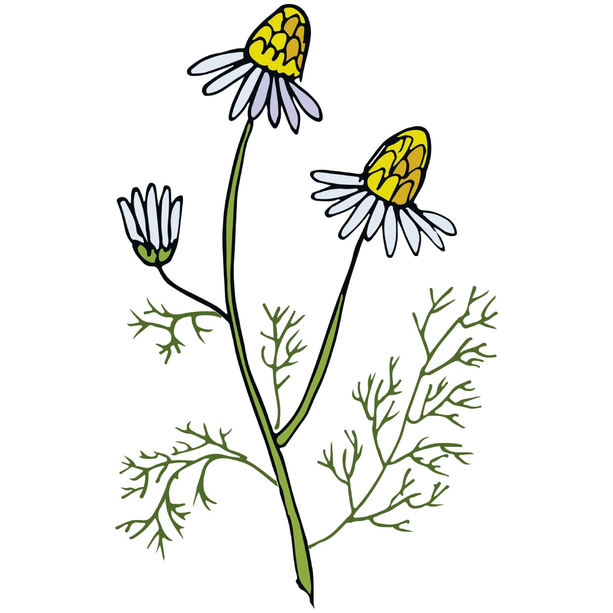 An illustration of a chamomile plant.
