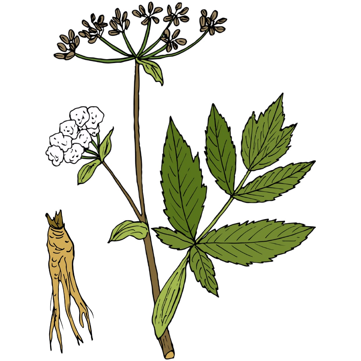 An illustration of a Chinese angelica plant.