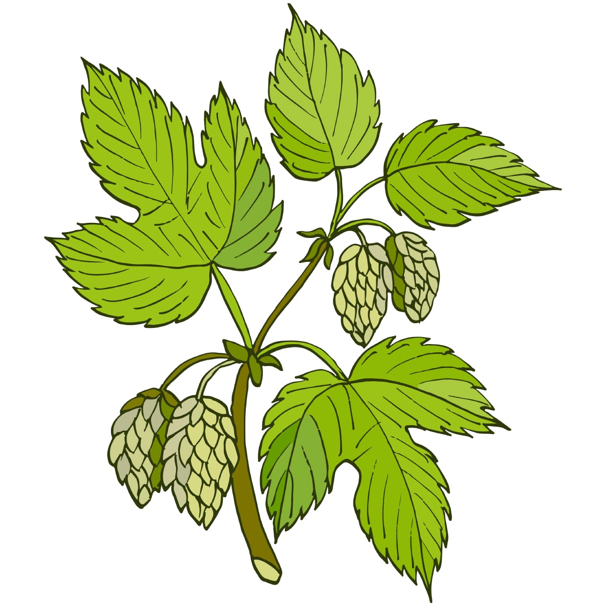 An illustration of a hops plant.
