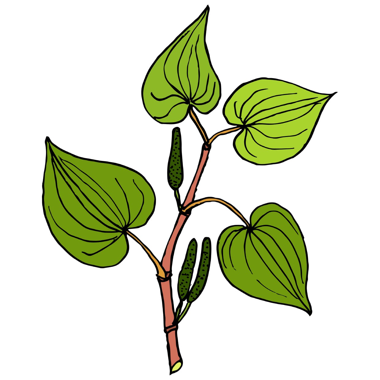 An illustration of a kava plant.