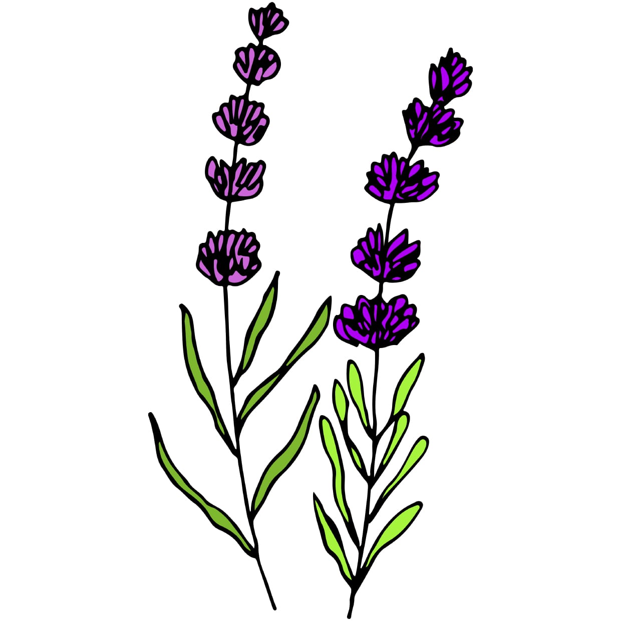 An illustration of a lavender plant.