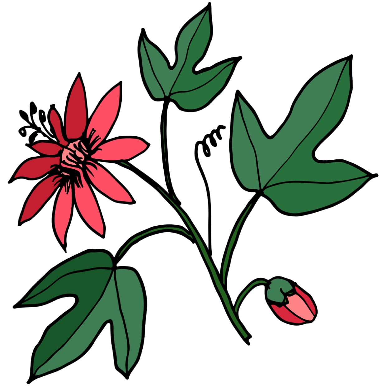 An illustration of a passionflower plant.