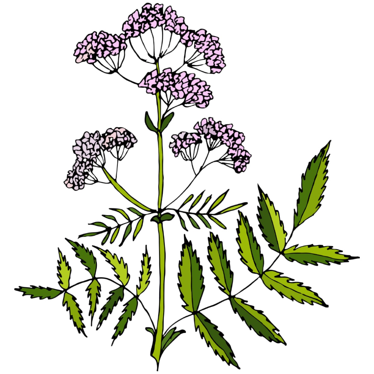 An illustration of a valerian plant.