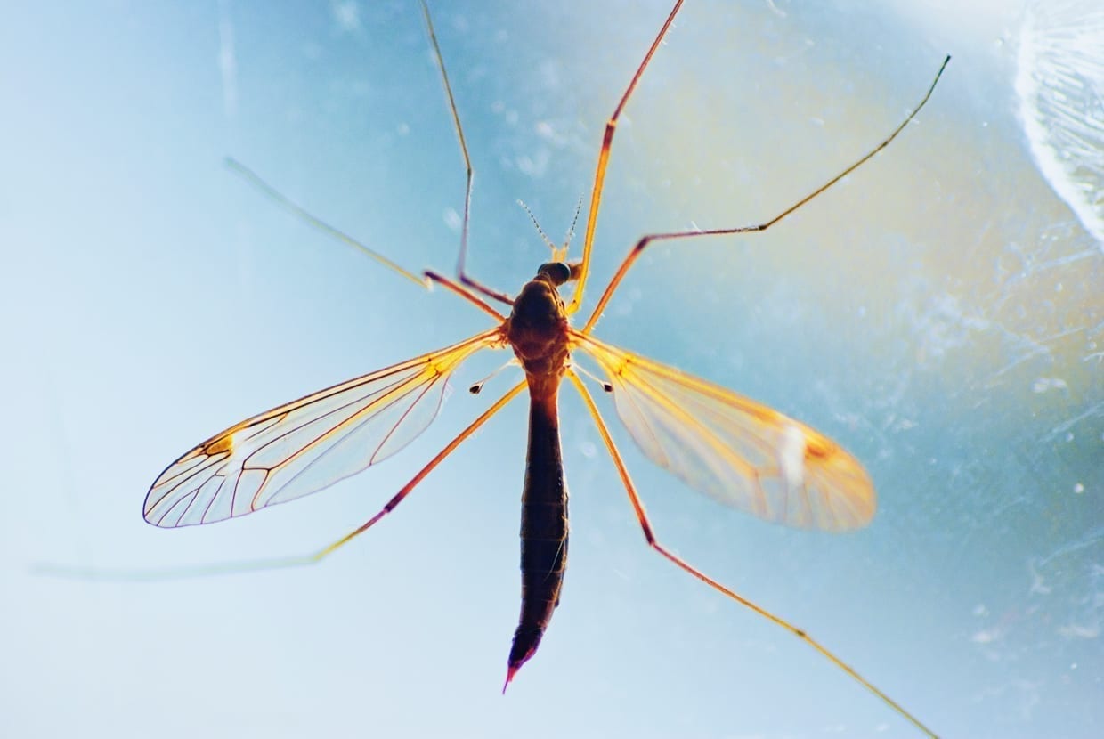A close up of a mosquito on glass.