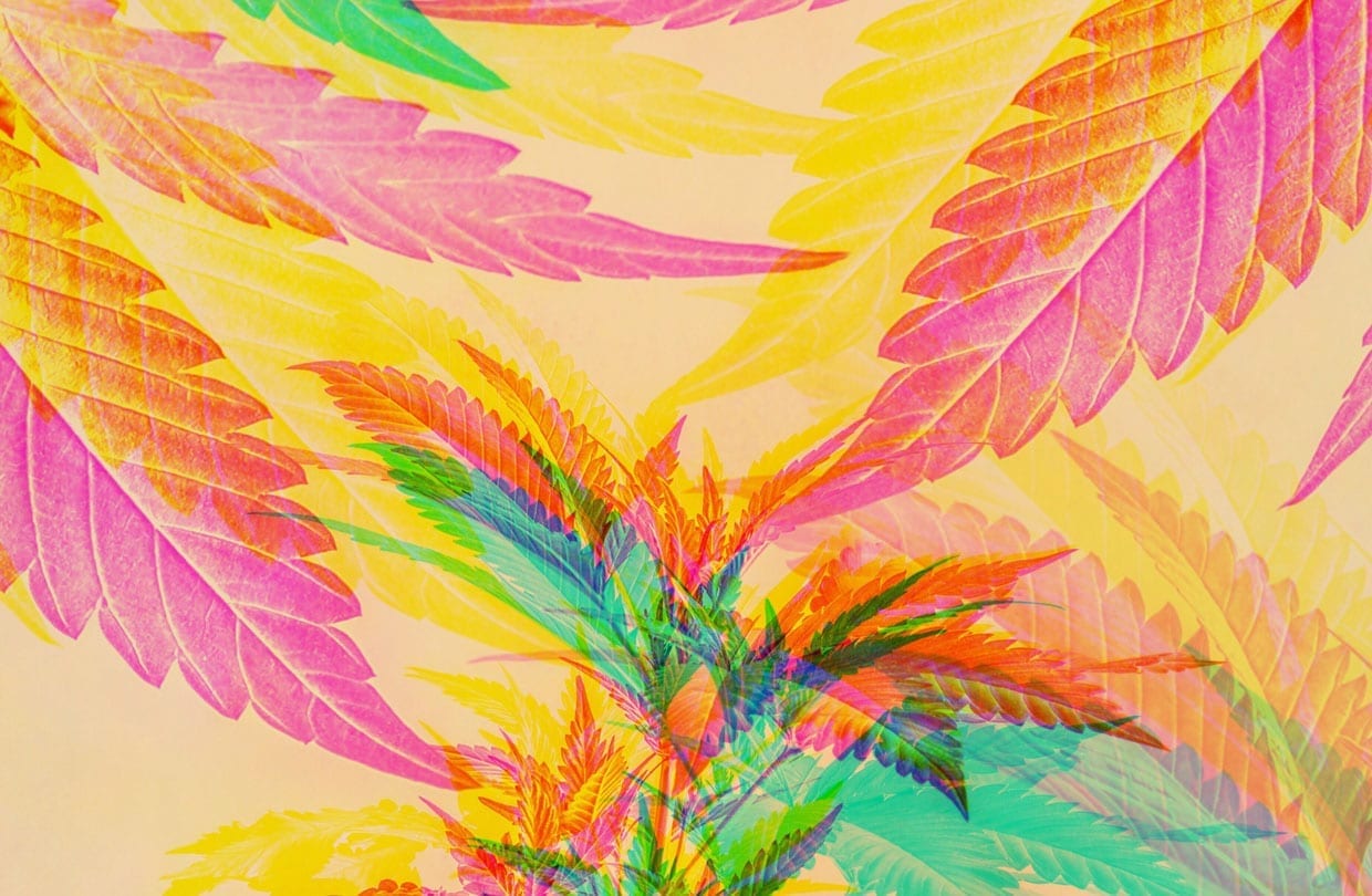 A multicolor photo with cannabis leaves.