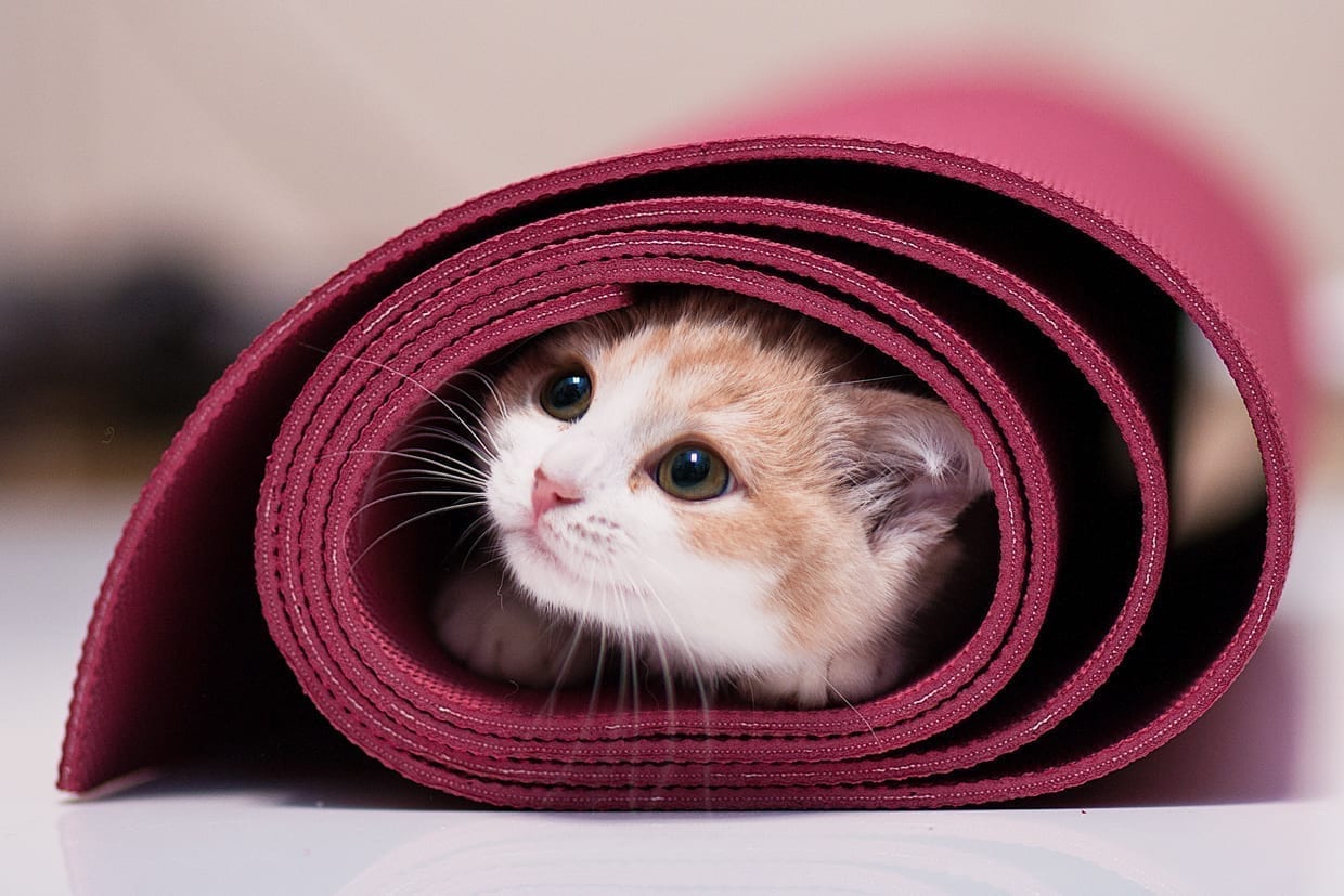 A small cat in a pink rolled up yoga mat.