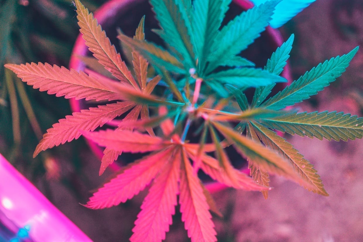 Cannabis/marijuana leafs under bright colorful neon/fluorescent lights.