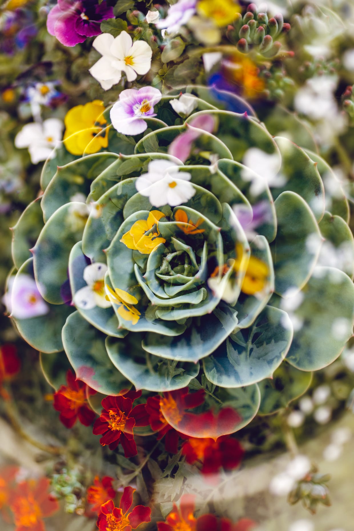 Double exposure of colorful flowers over beautiful succulents.q