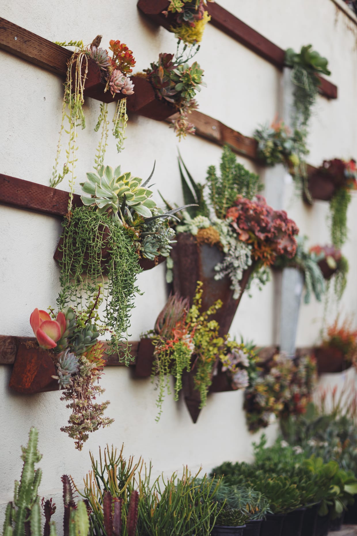 A wall garden with a variety of succulents.