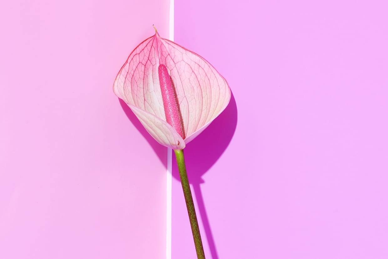 A pink Calla Lily leaning on pink and lavender surface.