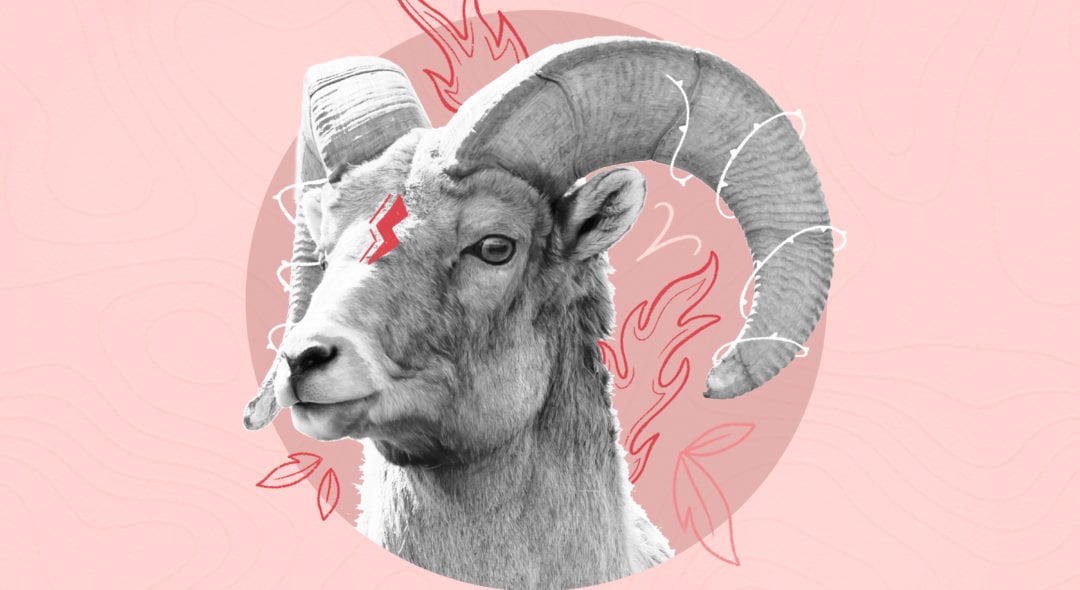 goat with big horns on the pink background