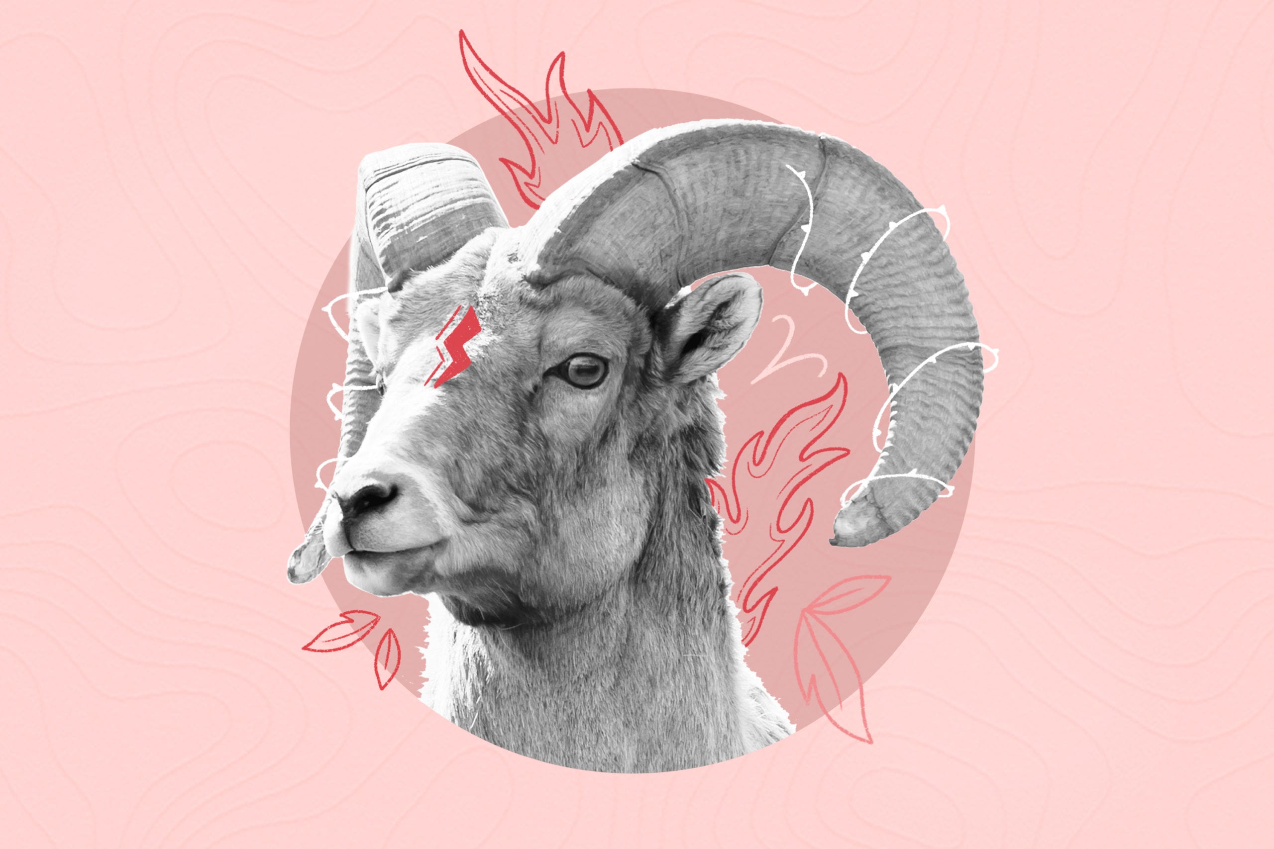 goat with big horns on the pink background