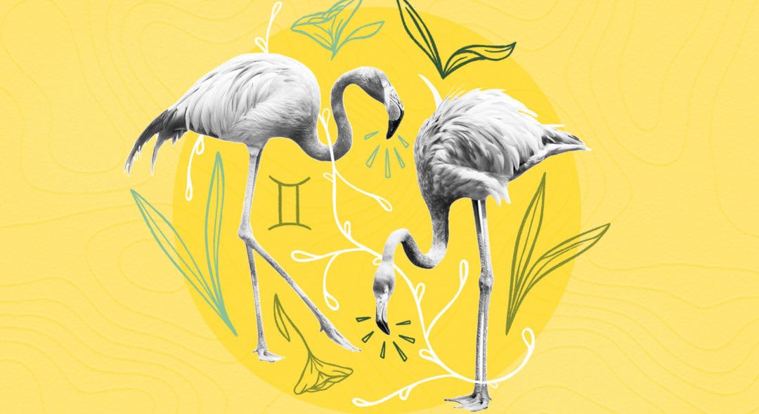 flamingos on the yellow background
