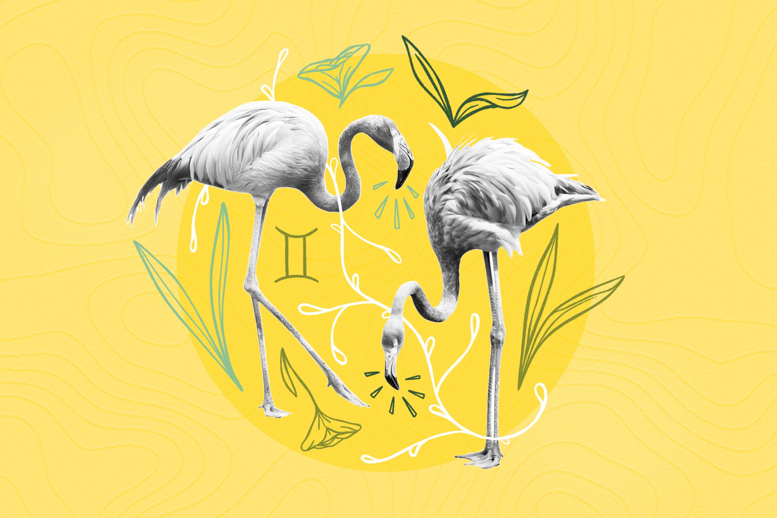 flamingos on the yellow background