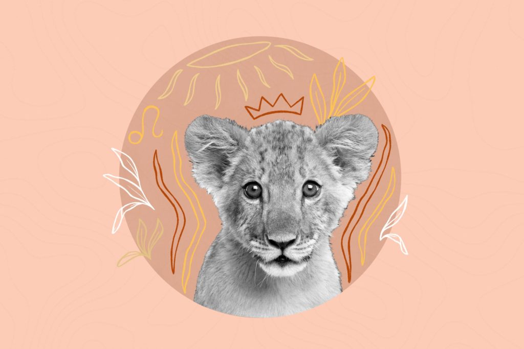 baby lion on the peach background