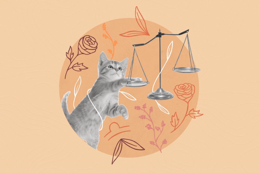 Kitten and scales on the peach background
