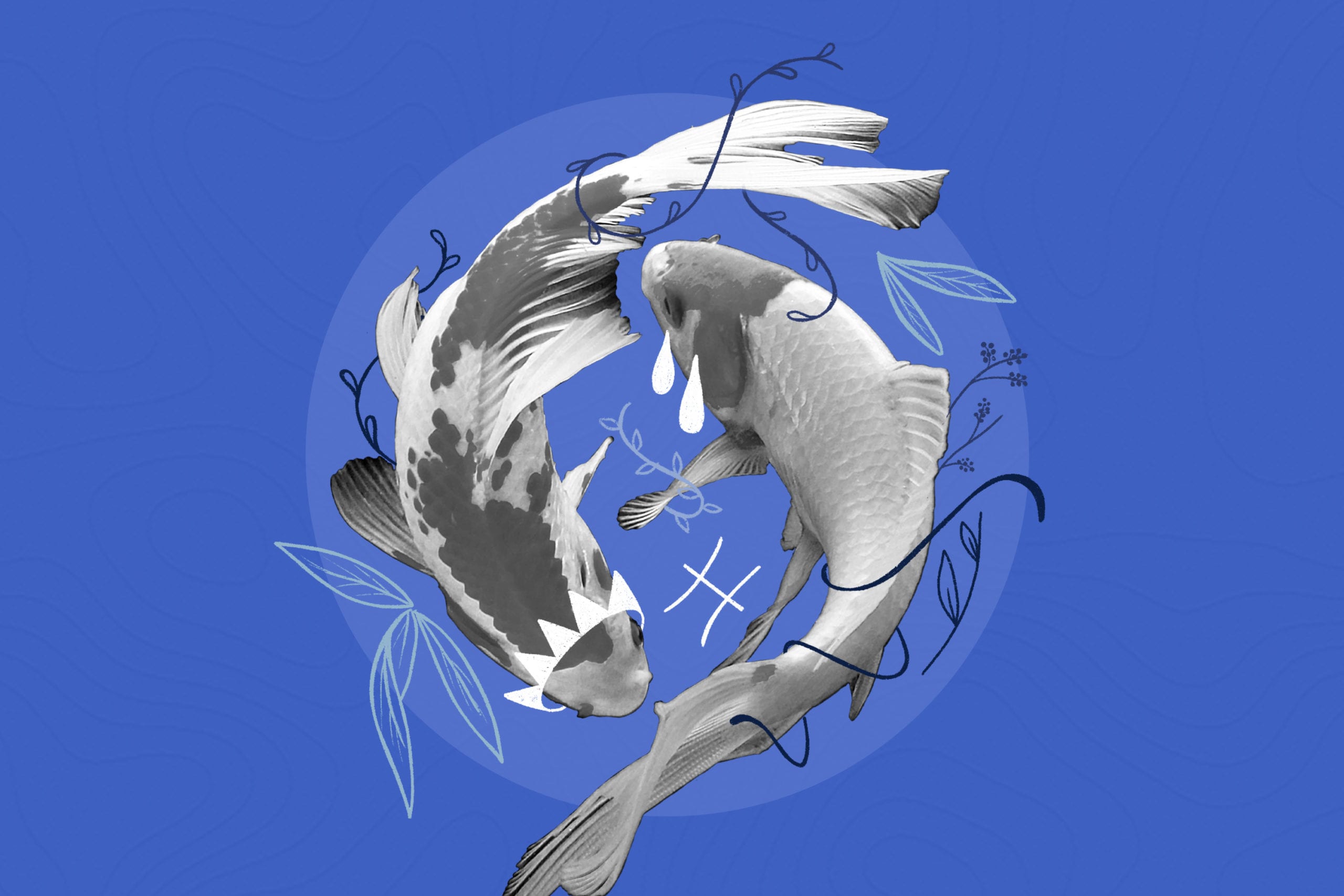 fish on the blue background