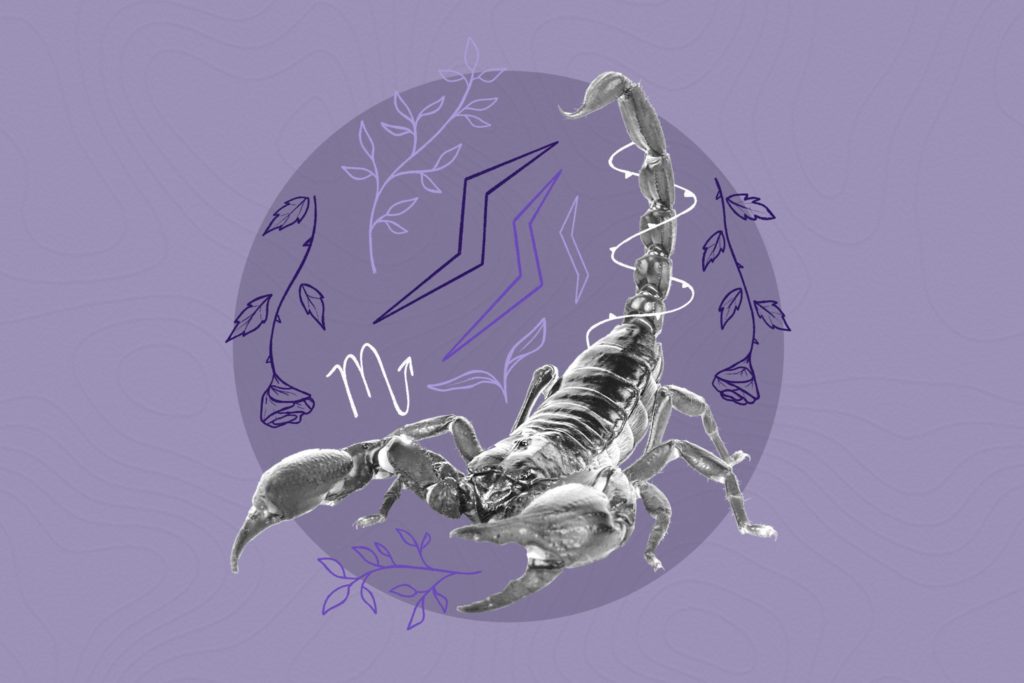 scorpion on the purple background