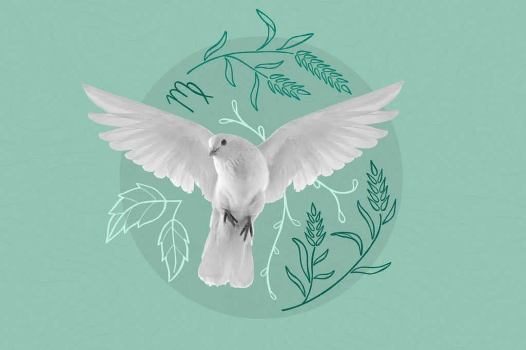 Dove on the green background