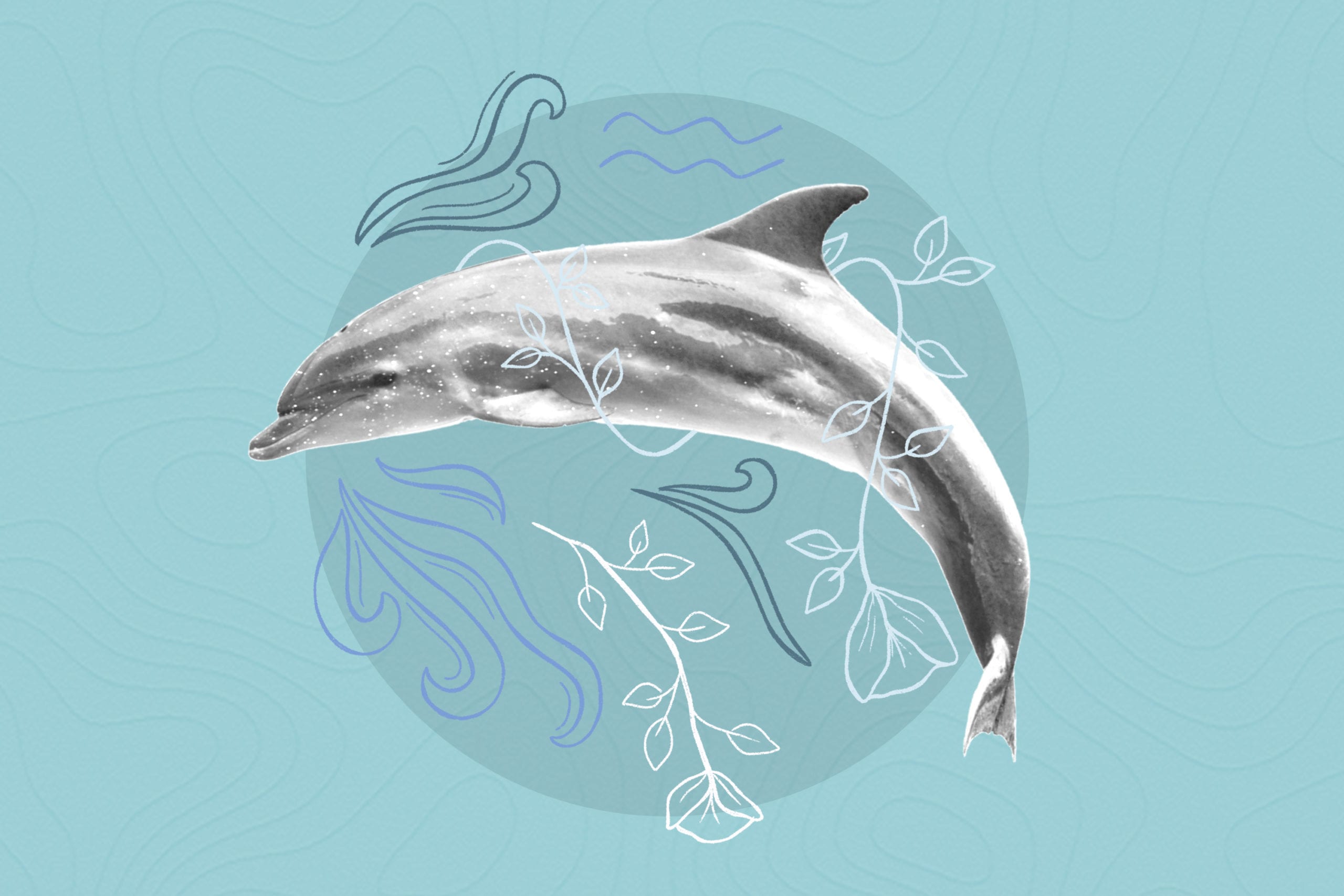 dolphin on the blue background