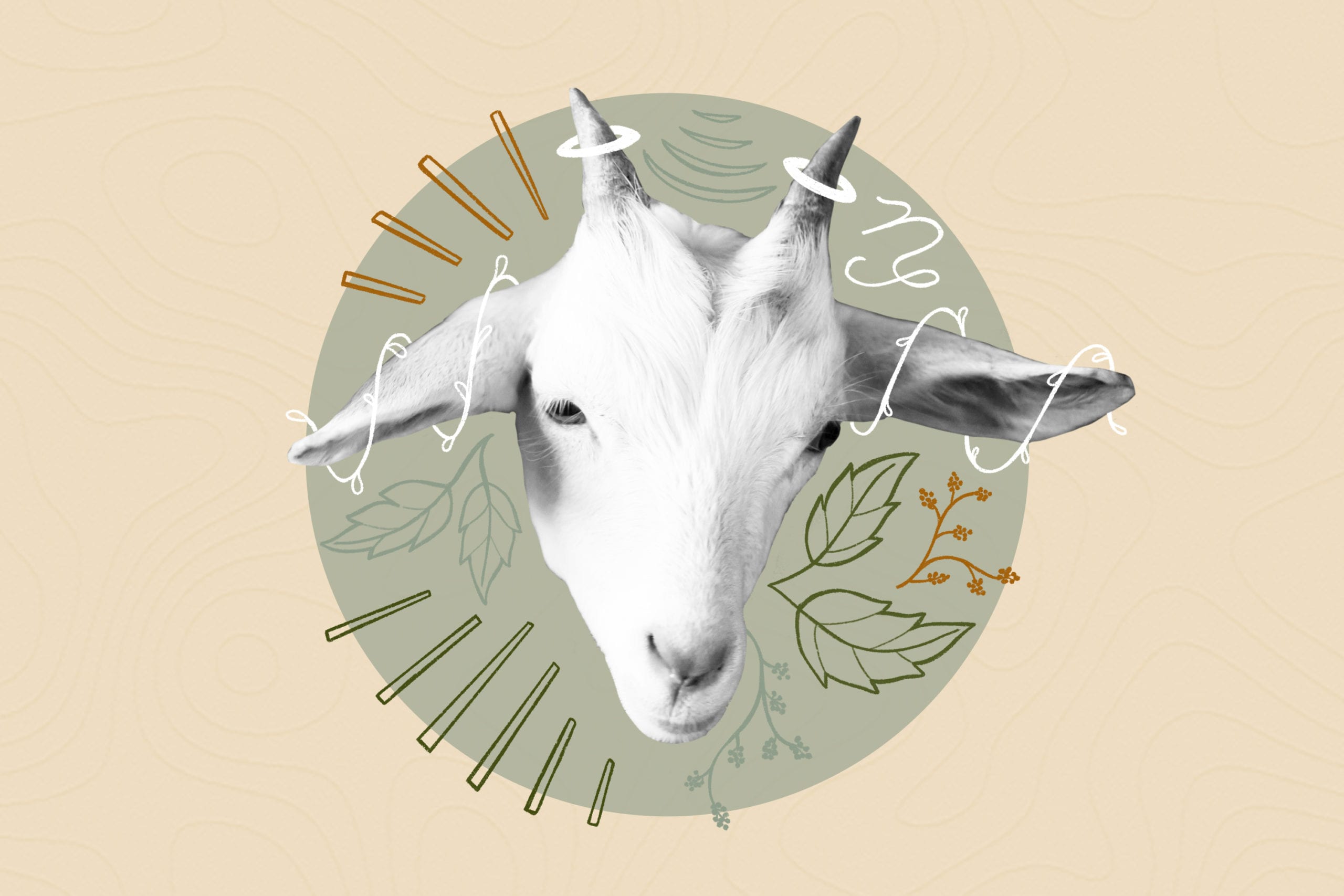 goat on the beige background