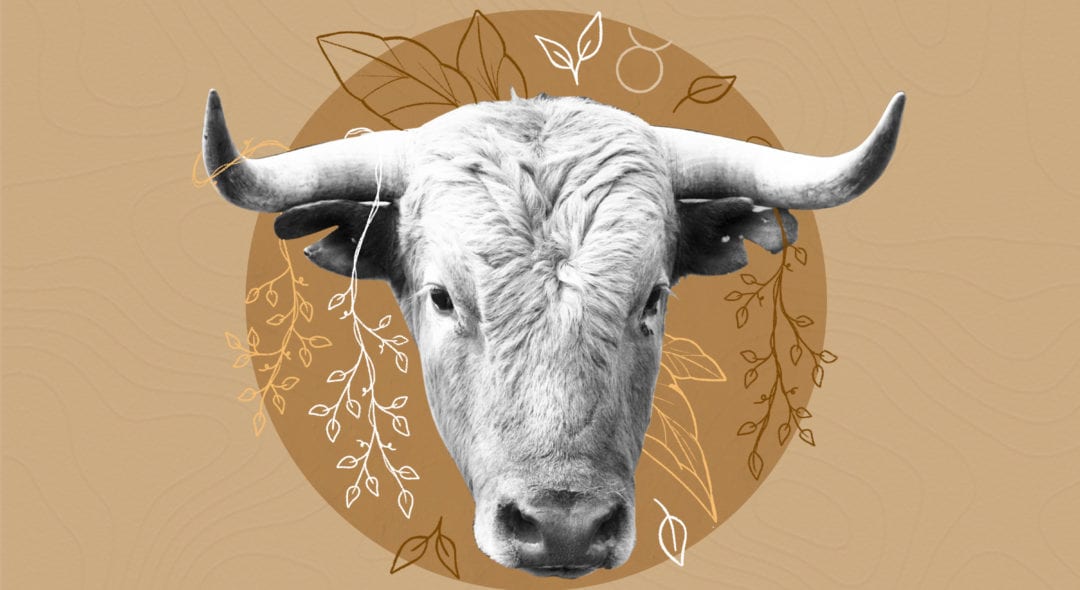 bull on the brown background