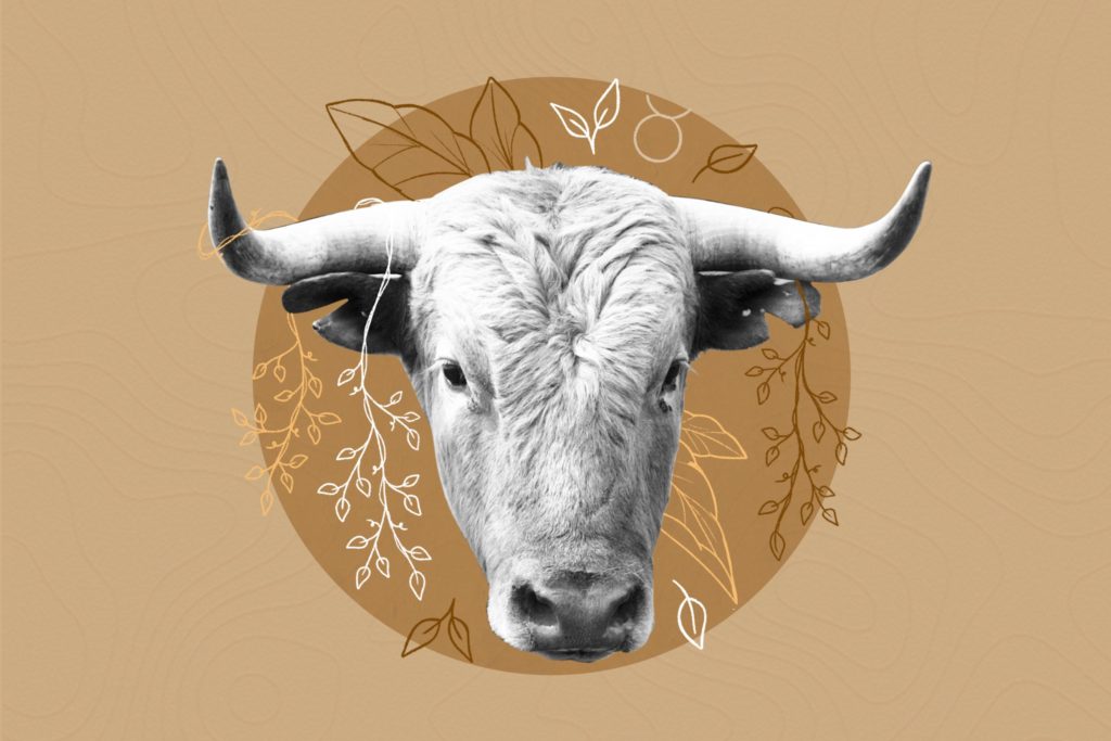 bull on the brown background