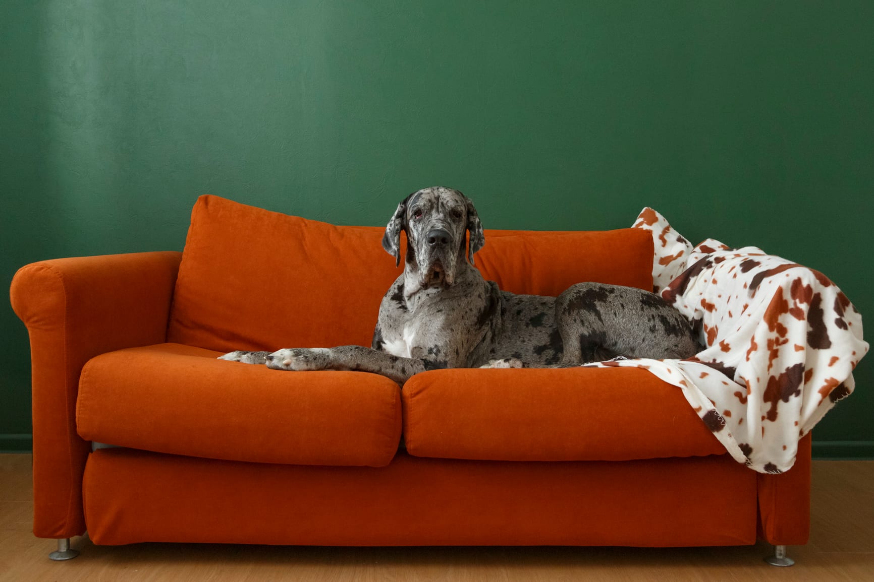 Loyal Great Dane dog lying on orange couch near blanket and looking at camera against bright green wall at home