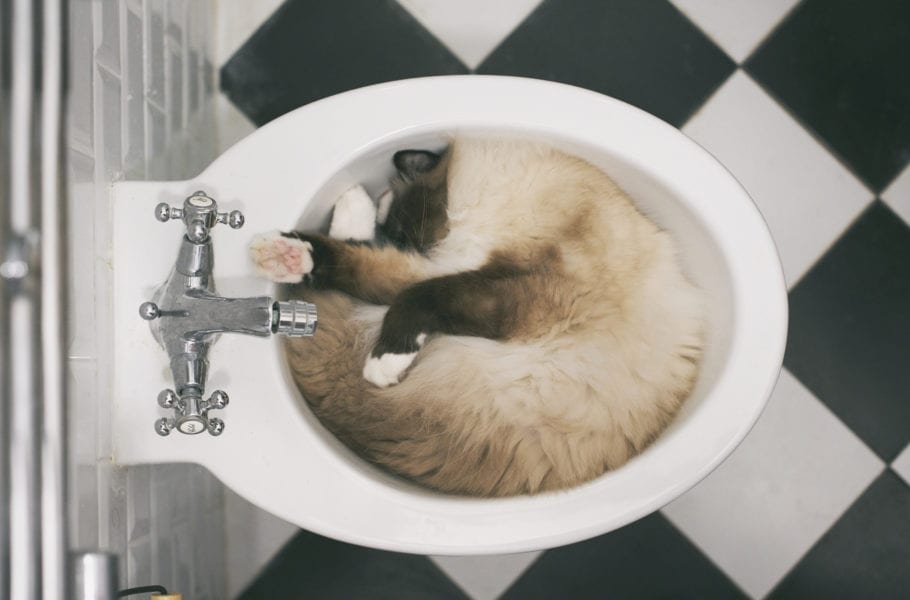 Overhead view of birman cat sleeping in bidet.