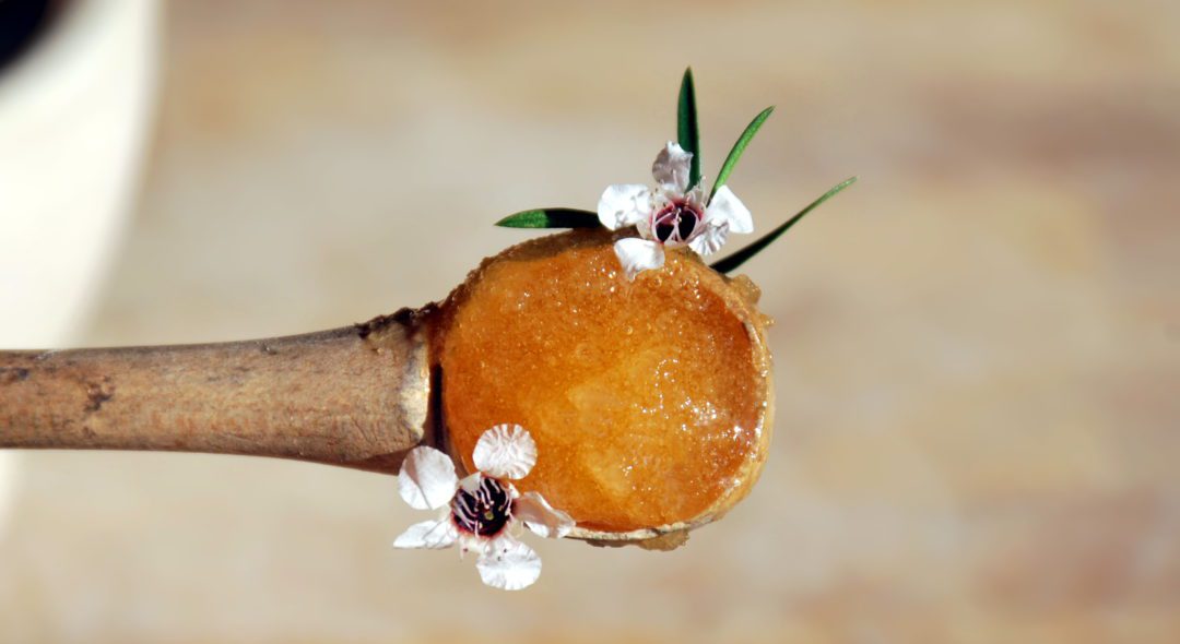 A background of manuka honey in a wooden spoon with a manuka flowers.