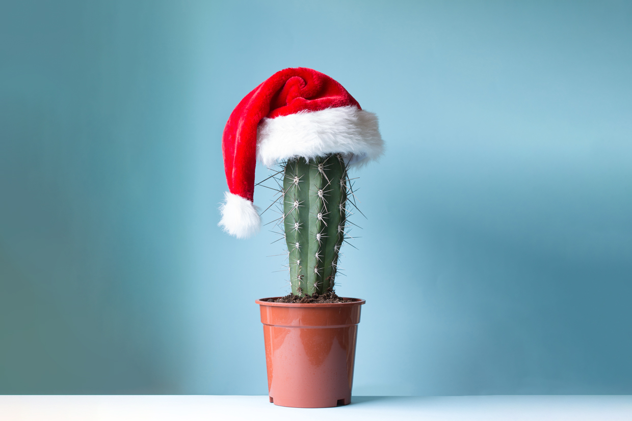 cactus with santa hat