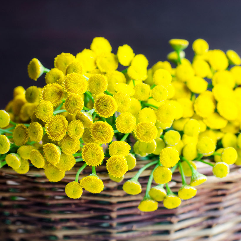 Basket with blue tansy flowers