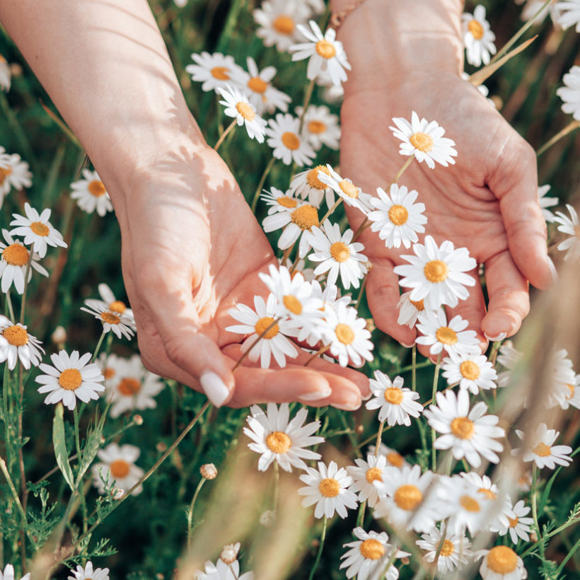 Hand of woman holding fresh white daisies in green meadow in background