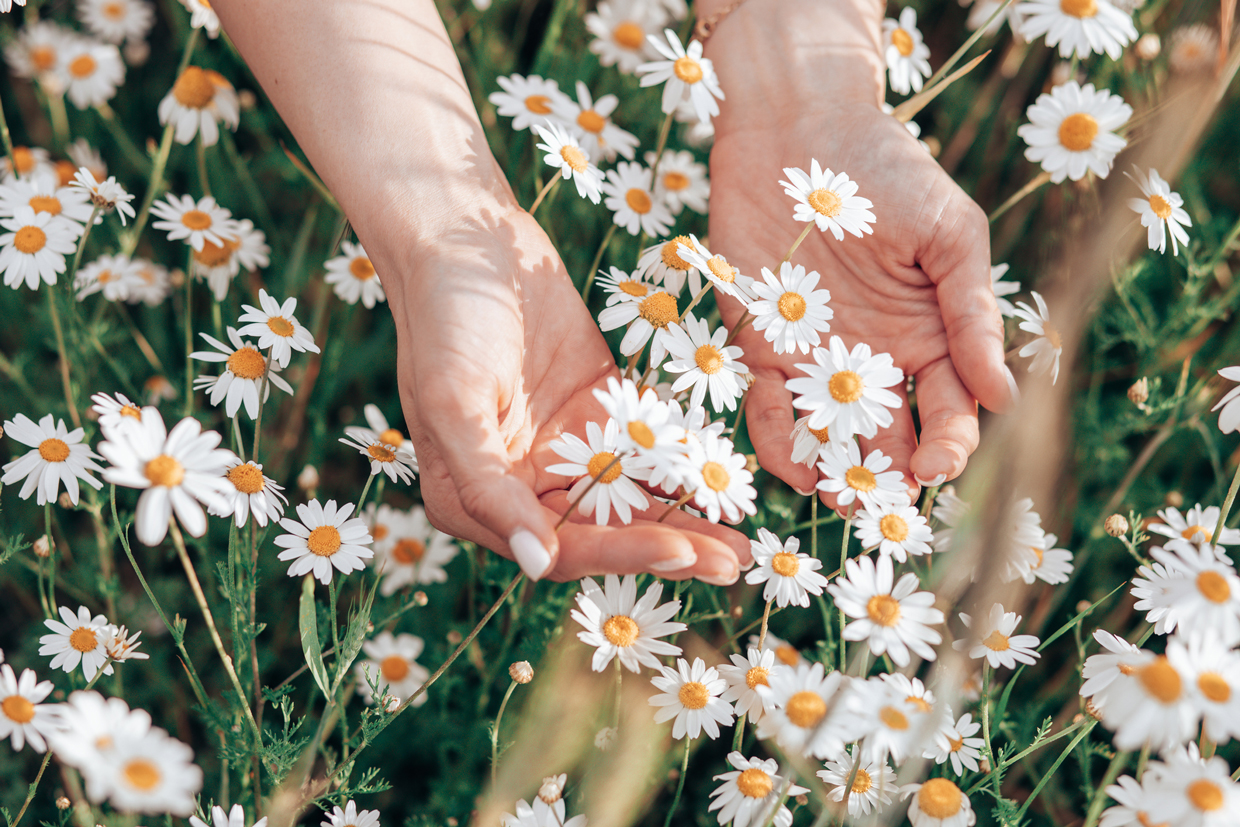 Hand of woman holding fresh white daisies in green meadow in background